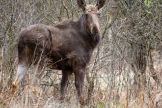 foto elanul revine in padurile romaniei dupa 200 de ani de absenta primele 4 animale au fost eliberate in parcul natural vanatori neamt 69f069dd053b4