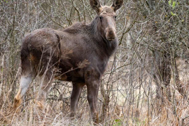 foto elanul revine in padurile romaniei dupa 200 de ani de absenta primele 4 animale au fost eliberate in parcul natural vanatori neamt 69f069dd053b4