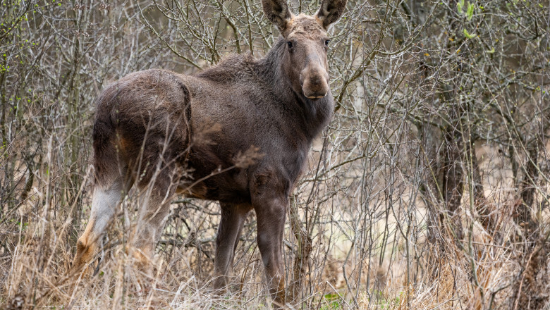 foto elanul revine in padurile romaniei dupa 200 de ani de absenta primele 4 animale au fost eliberate in parcul natural vanatori neamt 69f069dd053b4