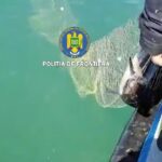 pescuit ilegal la marea neagra sase exemplare de sturion cinci delfini si un rechin salvati de politia de frontiera video 69edfe9fce90e