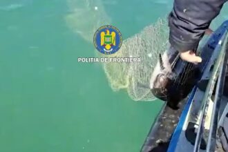 pescuit ilegal la marea neagra sase exemplare de sturion cinci delfini si un rechin salvati de politia de frontiera video 69edfe9fce90e