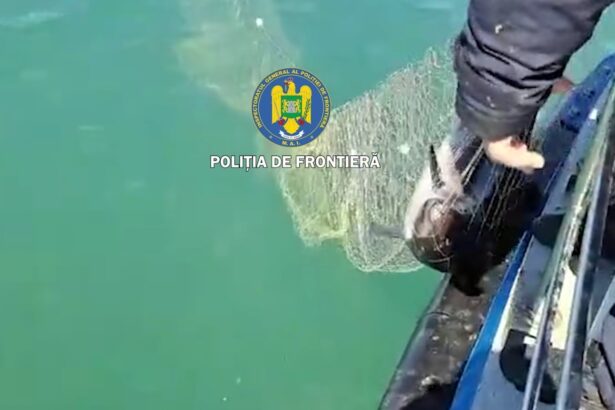 pescuit ilegal la marea neagra sase exemplare de sturion cinci delfini si un rechin salvati de politia de frontiera video 69edfe9fce90e