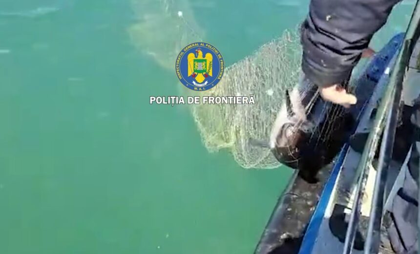 pescuit ilegal la marea neagra sase exemplare de sturion cinci delfini si un rechin salvati de politia de frontiera video 69edfe9fce90e