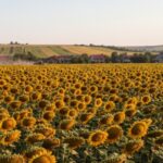 romania lider in ue la productia de floarea soarelui 69e897c6259f8