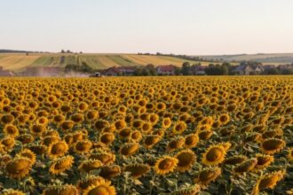 romania lider in ue la productia de floarea soarelui 69e897c6259f8