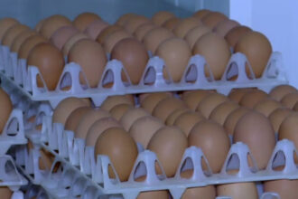 video alerta sanitara in prag de sarbatori 15 milioane de oua care ar fi contaminate cu salmonella retrase de la vanzare 69da1c57ac9c3