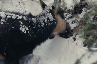 video cateva capre negre au fost filmate hranindu se in parcul national piatra craiului 69cf45048fe85