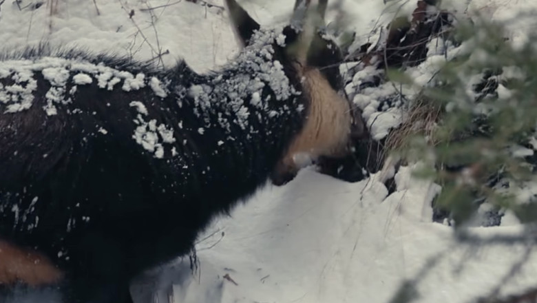 video cateva capre negre au fost filmate hranindu se in parcul national piatra craiului 69cf45048fe85