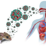 alerta sanitara hantavirus dupa decesele de pe vasul de croaziera numarul pacientilor a crescut simptomele cheie si perioada de incubatie conform oms 6a005bd910267