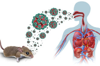 alerta sanitara hantavirus dupa decesele de pe vasul de croaziera numarul pacientilor a crescut simptomele cheie si perioada de incubatie conform oms 6a005bd910267