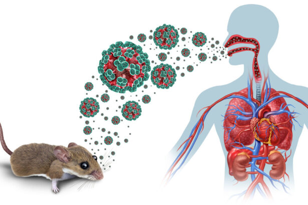alerta sanitara hantavirus dupa decesele de pe vasul de croaziera numarul pacientilor a crescut simptomele cheie si perioada de incubatie conform oms 6a005bd910267