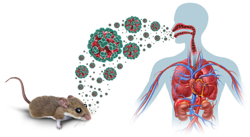 alerta sanitara hantavirus dupa decesele de pe vasul de croaziera numarul pacientilor a crescut simptomele cheie si perioada de incubatie conform oms 6a005bd910267