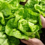 cum sa pastrezi salata verde proaspata 30 de zile si cum o salvezi pe cea deja ofilita 69fb11959c990