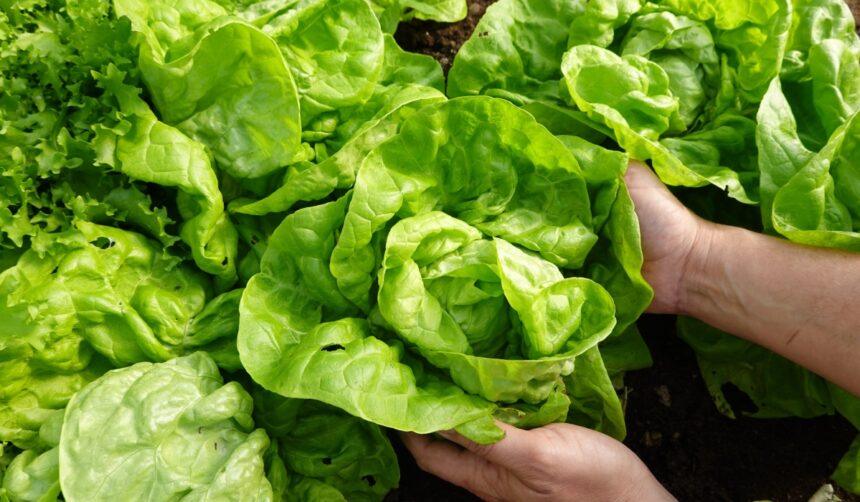 cum sa pastrezi salata verde proaspata 30 de zile si cum o salvezi pe cea deja ofilita 69fb11959c990