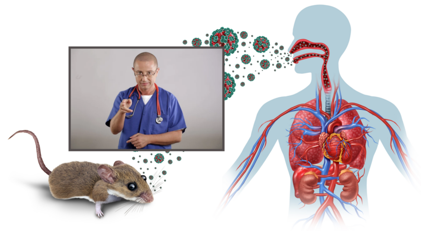 hantavirusul virusul transmis de rozatoare care ingrijoreaza europa medicul tudor ciuhodaru explica simptomele si cand trebuie sa ajungi urgent la spital 69fdf1188be35