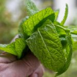 plante aromatice usor de crescut acasa busuioc menta rozmarin si cum le folosesti corect in bucatarie 6a0c226287694