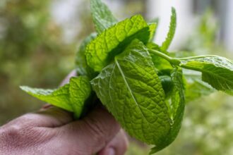 plante aromatice usor de crescut acasa busuioc menta rozmarin si cum le folosesti corect in bucatarie 6a0c226287694