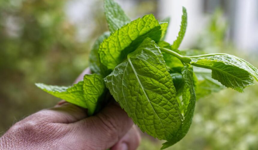 plante aromatice usor de crescut acasa busuioc menta rozmarin si cum le folosesti corect in bucatarie 6a0c226287694