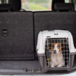 reguli actualizate pentru calatoria cu animale de companie in uniunea europeana ce trebuie sa stie proprietarii inainte de plecare 69fac62c4bdd6