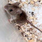 soarecii din jurul casei pot raspandi hantavirus riscul real ascuns in garaje magazii si gradini 6a0706b43f282
