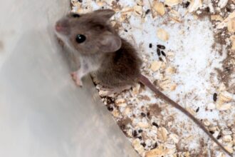 soarecii din jurul casei pot raspandi hantavirus riscul real ascuns in garaje magazii si gradini 6a0706b43f282