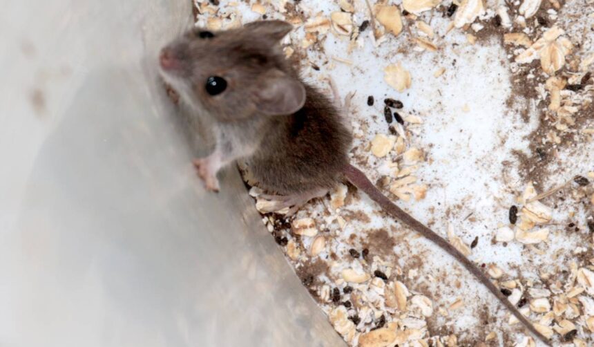 soarecii din jurul casei pot raspandi hantavirus riscul real ascuns in garaje magazii si gradini 6a0706b43f282