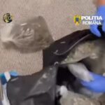transport de droguri destinat litoralului livrare de peste 11 kilograme de canabis oprita de diicot 69f4bb4abec25