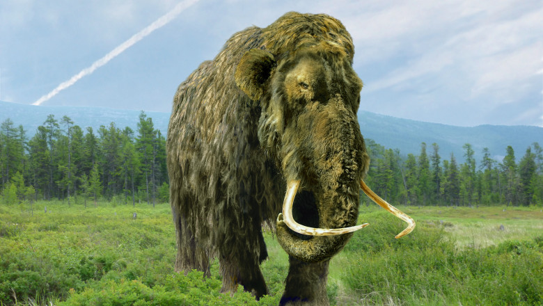 un mamut pastrat timp de 70 de ani intr un muzeu s a dovedit a fi cu totul altceva ce animal era de fapt 6a1c8e99d50de