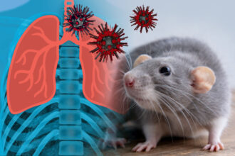 un pompier din caras severin e suspect de hantavirus ce simptome a avut in ultimele 3 saptamani 6a104f17f07c7