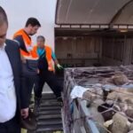 update la comert romania trimite oi in algeria cu avionul este semnificativ mai rapid decat transportul maritim 6a12e84501f5e
