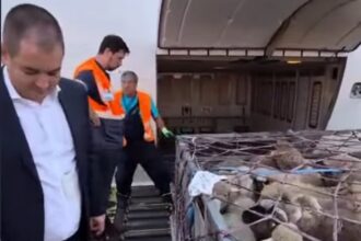 update la comert romania trimite oi in algeria cu avionul este semnificativ mai rapid decat transportul maritim 6a12e84501f5e