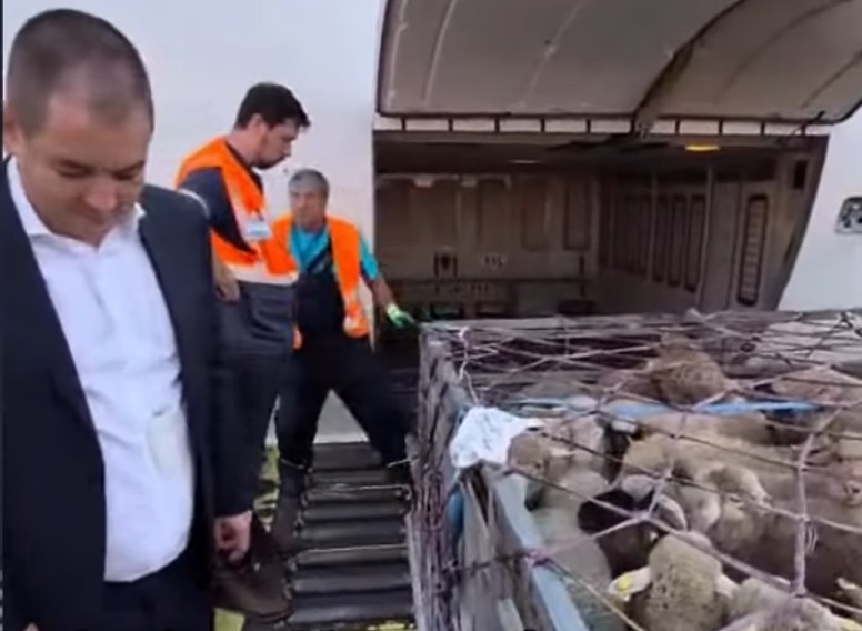 update la comert romania trimite oi in algeria cu avionul este semnificativ mai rapid decat transportul maritim 6a12e84501f5e