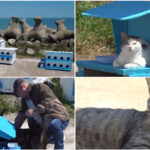 video faleza pisicilor noua atractie turistica pe litoral statiunea de la malul marii unde felinele abandonate au propria lor comunitate 6a113dbbac1f4