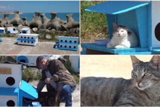 video faleza pisicilor noua atractie turistica pe litoral statiunea de la malul marii unde felinele abandonate au propria lor comunitate 6a113dbbac1f4