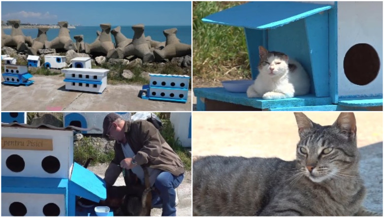 video faleza pisicilor noua atractie turistica pe litoral statiunea de la malul marii unde felinele abandonate au propria lor comunitate 6a113dbbac1f4
