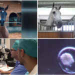 video fertilizare in vivo si mame surogat pentru a obtine cai pursange arabi tehnica studiata la iasi este aplicata cu succes in israel 6a128f3bb2f1b