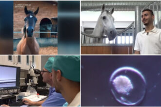 video fertilizare in vivo si mame surogat pentru a obtine cai pursange arabi tehnica studiata la iasi este aplicata cu succes in israel 6a128f3bb2f1b