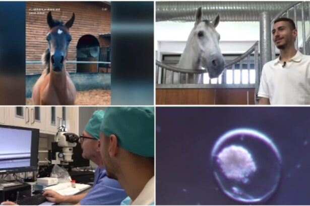 video fertilizare in vivo si mame surogat pentru a obtine cai pursange arabi tehnica studiata la iasi este aplicata cu succes in israel 6a128f3bb2f1b