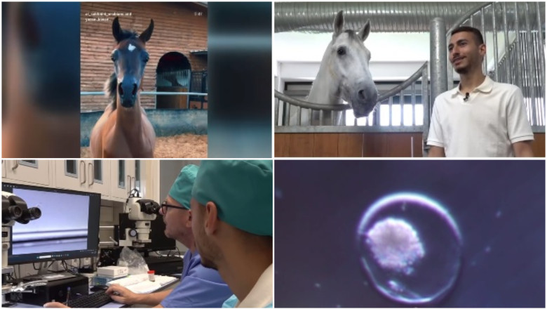 video fertilizare in vivo si mame surogat pentru a obtine cai pursange arabi tehnica studiata la iasi este aplicata cu succes in israel 6a128f3bb2f1b