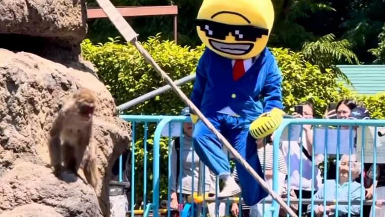 video incident la gradina zoologica unde locuieste celebrul pui de maimuta punch ce a facut un influencer american 6a0c4c4f6e6cc