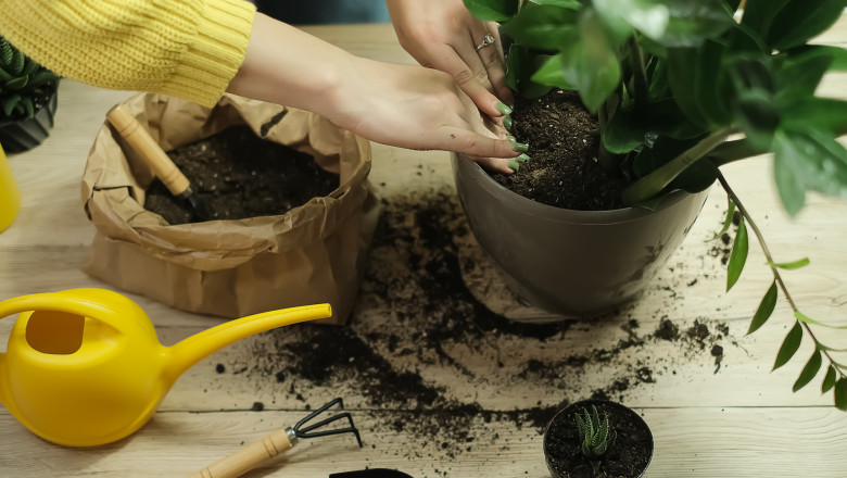 video romanii isi decoreaza casele si terasele cu plante exotice care sunt cele mai populare soiuri rezista foarte bine la noi in tara 6a001a673be42