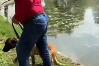 video un barbat e acuzat ca a incercat sa si inece cainele in lacul din parcul tineretului din capitala politia a deschis dosar penal 6a0060e55506b