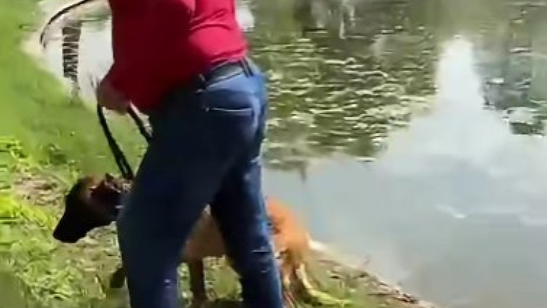 video un barbat e acuzat ca a incercat sa si inece cainele in lacul din parcul tineretului din capitala politia a deschis dosar penal 6a0060e55506b