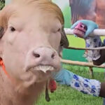 video un bivol albinos cu coama blonda considerat sosia lui donald trump vedeta in bangladesh animalul va fi sacrificat 6a0ec4e3cfe8f