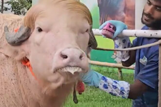 video un bivol albinos cu coama blonda considerat sosia lui donald trump vedeta in bangladesh animalul va fi sacrificat 6a0ec4e3cfe8f