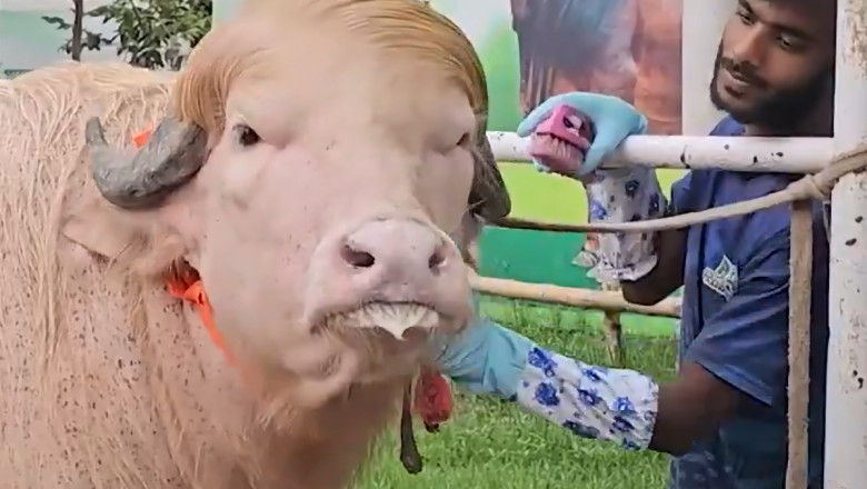video un bivol albinos cu coama blonda considerat sosia lui donald trump vedeta in bangladesh animalul va fi sacrificat 6a0ec4e3cfe8f