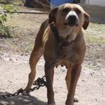 noi reguli pentru protectia cainilor o lege ar putea sa i scape de lanturi ce prevede si la cat se ridica amenzile 6a1e5ea97b03f