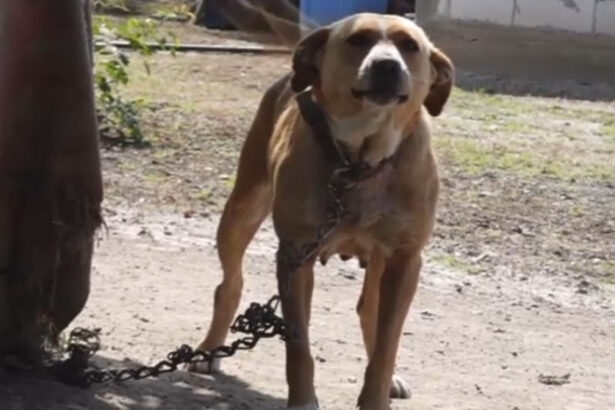 noi reguli pentru protectia cainilor o lege ar putea sa i scape de lanturi ce prevede si la cat se ridica amenzile 6a1e5ea97b03f