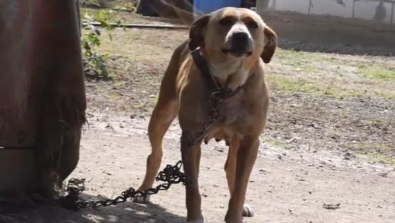 noi reguli pentru protectia cainilor o lege ar putea sa i scape de lanturi ce prevede si la cat se ridica amenzile 6a1e5ea97b03f